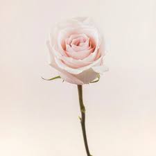 Image result for Rosa