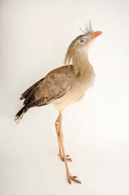 Image result for Sericorema