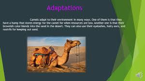 The cells can also handle the changes that. Carmel Colored Camels By Dominik Mystkowski Taxonomy Of Camels Classificationname Of Classification Kingdomanimalia Animal Phylumchordata Internal Ppt Download