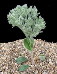 Image result for Eriospermum