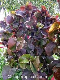 Image result for Acalypha volkensii