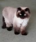 Himalayan Cat Colors : Pictures of Chocolate and Lilac ...