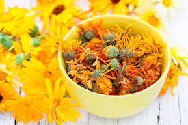 Check spelling or type a new query. How To Use Calendula Plants Learn About Calendula Benefits And Uses