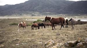 Image result for tbn:tVj6rqcH-AQR9M::www.pregonagropecuario.com.ar/images/caballo_overo.jpg