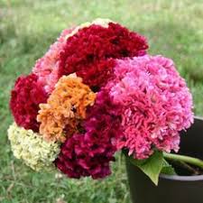 Pin On Advanced Floral Id