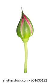 Make sure your device has the latest version of ios or ipados, or macos. Closeup Pink Rose Bud Isolated On Stock Photo Edit Now 601635122