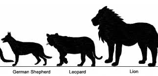 Centre For Fortean Zoology Australia Big Cat Or Little Cat