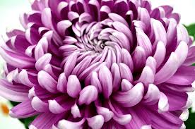 We did not find results for: Mother S Day Stock Ideas Tesselaar Flowers