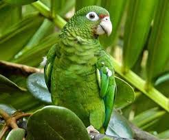 Metin Levent Adli Kullanicinin Birds And Parrots Panosundaki Pin Papaganlar Tropikal Hayvanlar