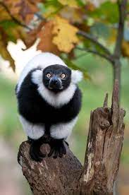 Zwartwitte Vari Animals Beautiful Beauty Animals Animals Wild