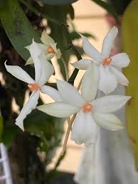 Image result for Eggelingia ligulifolia