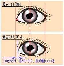 蒙古ひだ有無比較2 蒙古ひだ ビューティーアドバイス 健康