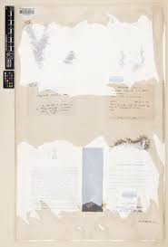 Image result for Selaginella nivea