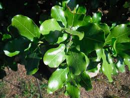 Image result for Beilschmiedia michelsonii