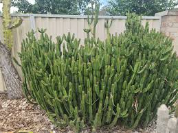 Image result for Euphorbia griseola