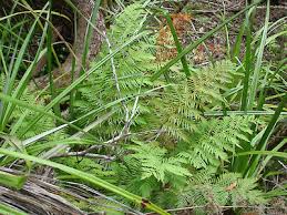 Image result for Todea