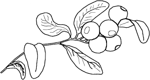 Learn a fun new fact about blueberries while coloring in this fun fruit coloring page!download this printable blueberry coloring page below. Online Coloring Pages Coloring Page Blueberries Berries Download Print Coloring Page