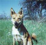 Check spelling or type a new query. The Pet Fund Guidestar Profile