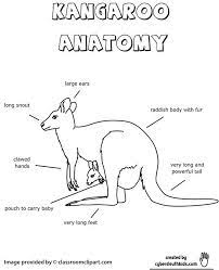 Kangaroo Anatomy Outine Printout Worksheet Kangaroo Facts For Kids Kangaroo Anatomy