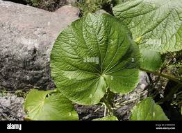 Image result for Piper umbellatum