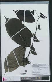 Image result for Leptonychia