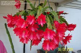 Orchid Cactus Orchid Cactus Cactus Flower Orchids