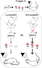 lovastatin not simvastatin corrects core phenotypes in the