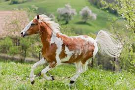 About the welsh pony & cob society of canada. Wissen Uber Haustiere Das Welsh Pony