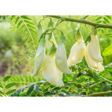 Memiliki nama ilmiah sesbania grandiflora, pohon dari bunga turi mudah dijumpai di indonesia. Kembang Turi 500gr Bunga Turi Putih Turi Putih Shopee Indonesia