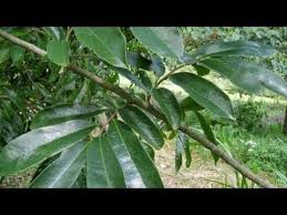 Khasiat durian belanda amat penting untuk kesihatan terutamanya bagi ibu hamil. 6 Manfaat Daun Durian Belanda Sebagai Air Rebusan Herbal Youtube