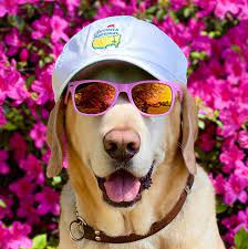 Masters 2021 Sunday Is National Pet Day So Of Course Everyone Is Dressing Up Their Dogs In Masters Gear This Is The Loop Golfdigest Com