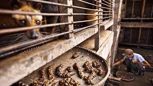 1 074 437 просмотров • 7 окт. The Kopi Luwak Its History Its Rarity And Its Lack Of Ethics Coffee Geek