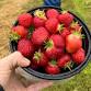 Saturdays: DIY CSA Produce Pick Up