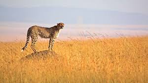 Recommended tanzania safaris & tour packages. Tanzania Safari Holidays 2021 2022 The Most Amazing Safaris In Tanzania