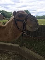 Check out our code of conduct. Camels Pictures Scrolller