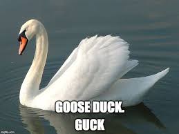 Meme Generator Swan Pictures Swans Art Beautiful Birds