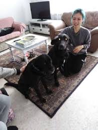 I was so happy when my vet told me about captain kitts! Dog Cat Hotel Home Pet Boarding In Kuutamokatu Espoo Chavilah Petbacker Espoo