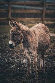 How much do donkeys cost to take care of? How Much Does Owning A Mini Donkey Cost Mini Donkey University
