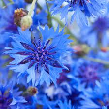 Cornflower Seeds Bachelor S Button Wild Flower Seed Flower Seeds Wild Flowers Wildflower Seeds