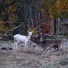 Rådjur (capreolus capreolus) är ett litet hjortdjur som förekommer i europa och mindre asien.benämningen på en vuxen hane är bock.honan kallas för get eller rå, ungdjur under första året kallas kid eller killing, och getter som ännu inte fött kid kallas för smaldjur Dovhjort I Hackerga Naturreservat Ett Skadespel I Brunsttider Richard Palsson Fotosite