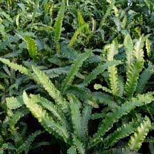 Image result for Asplenium currorii