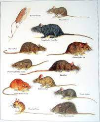 Maybe you would like to learn more about one of these? Grimes Calepa Building Has A Rat Infestation Catch And Release Isn T Working E E Legal