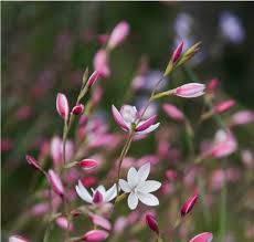Image result for Hesperantha petitiana