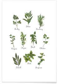 Healing herbs and medicinal plants list. Herbs Collection Poster Juniqe
