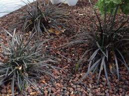 Muhlenbergia Capillaris Pepiniere Ecologique La Maison Du Bananier En 2020 Petite Fleur Blanche Plante Feuillage Persistant