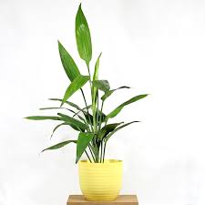 Image result for Dracaena aubryana