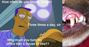 It's the same for us, brushing get your dog toothpaste made for canines. Should I Brush My Dogs Teeth If So How Walkerville Vet