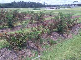 (1 review) write a review. Dr Stafne On Twitter Easy To Discern Primocanes From Floricanes At This Point In Sweetie Pie Blackberry