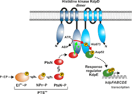 Molecular modeling of all 37 variants demonstrated clear disruptions. Gorke Max Perutz Labs