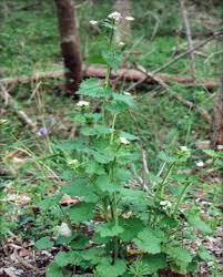 Maybe you would like to learn more about one of these? 15 Invasive Plants That Could Be Wreaking Havoc On Your Yard Or Garden In Upstate Ny Newyorkupstate Com